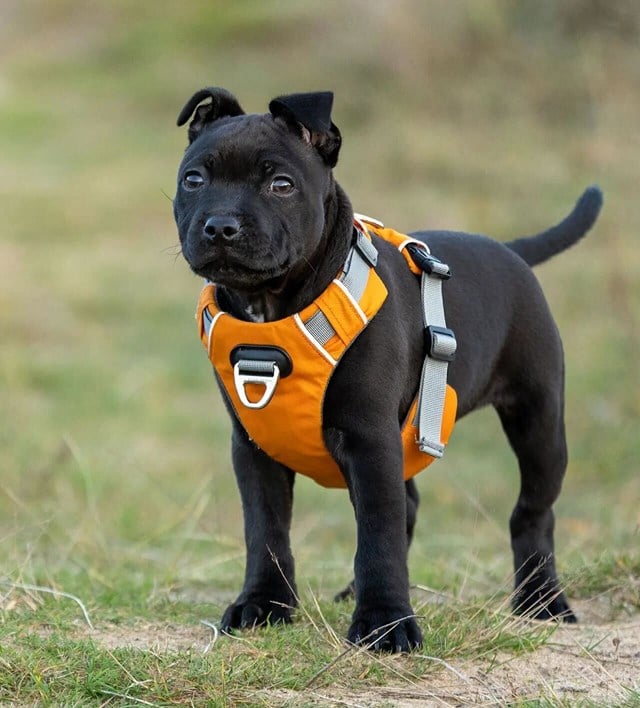 Safe-Walk Pro™ - Orange Hundsele