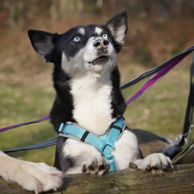 Anny-X Fun Hundsele Grå / Isblå