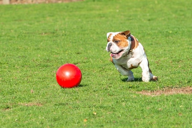 Boomer Ball 15 cm