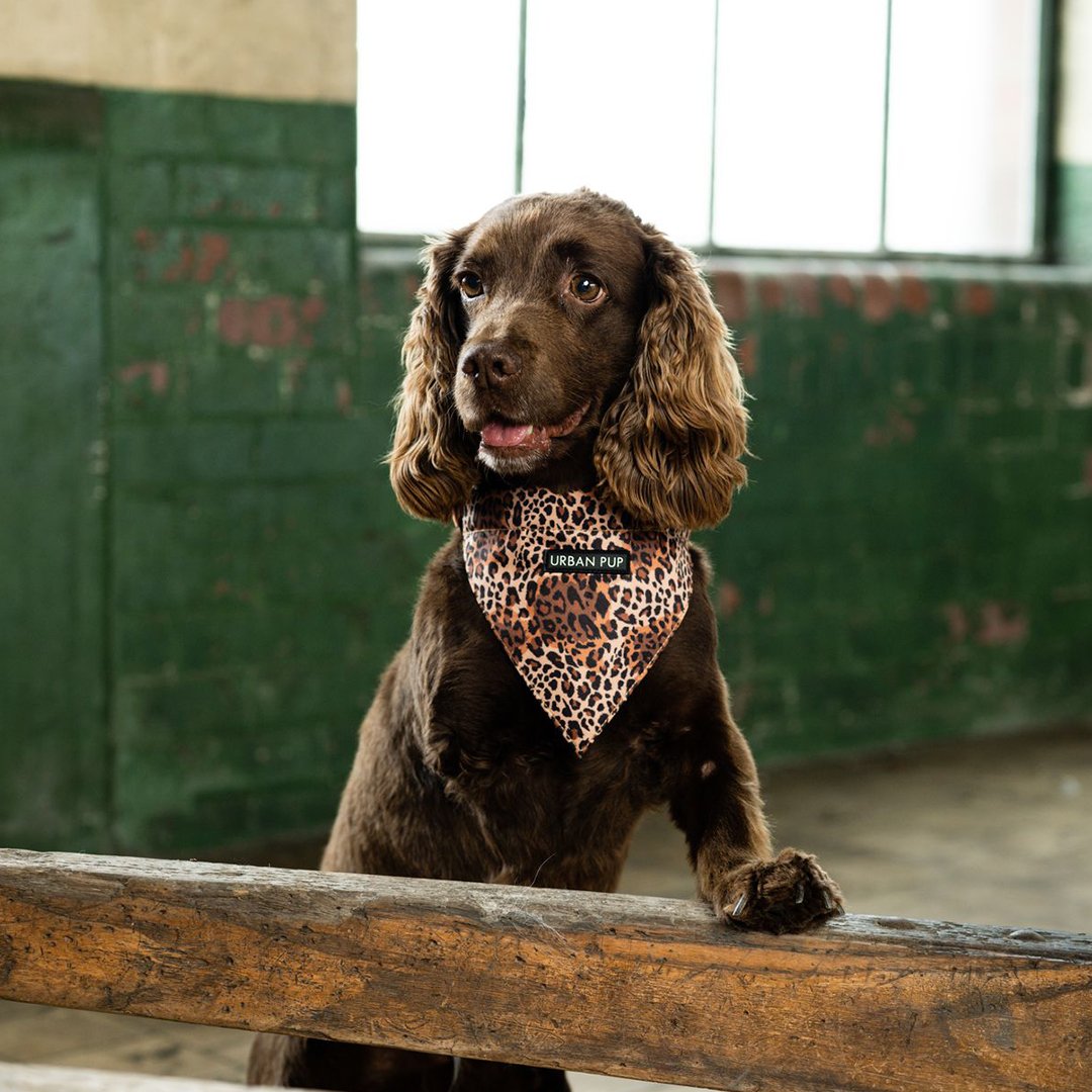 Urban pup cheap bandana