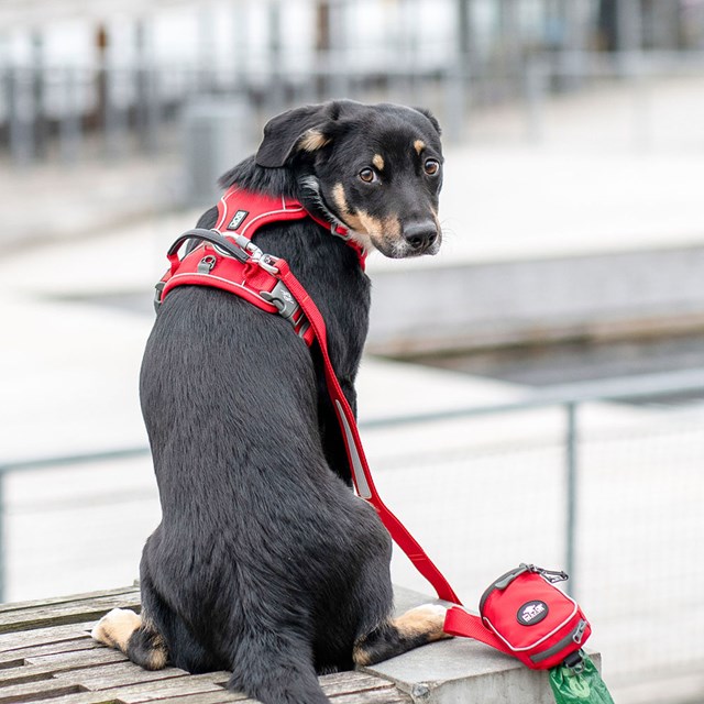 Comfort Walk Pro 3.0 Harness - Classic Red