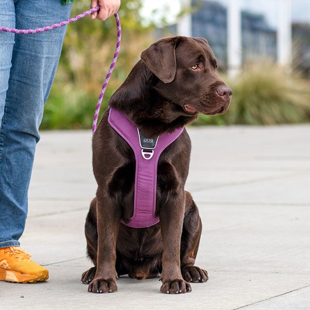 Comfort Walk Pro 3.0 Harness - Purple Passion