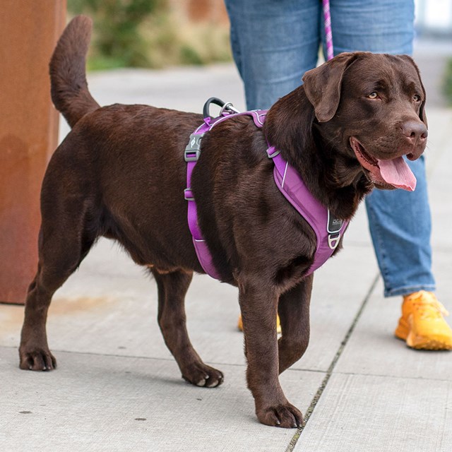 Comfort Walk Pro 3.0 Harness - Purple Passion