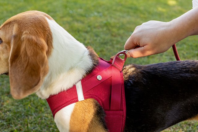 Curli Vest Clasp Air-Mesh Hundsele - Fuchsia