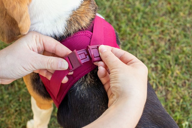 Curli Vest Clasp Air-Mesh Hundsele - Röd