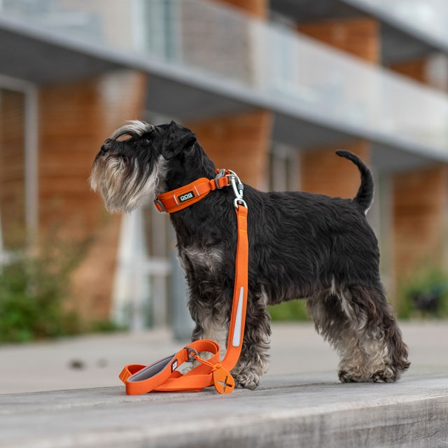 Urban Trail Leash Hundkoppel 3.0 - Orange Sun