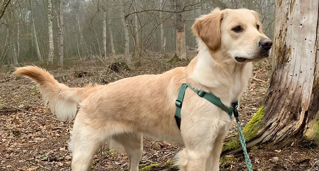 Tips för att få hunden att sluta dra i kopplet