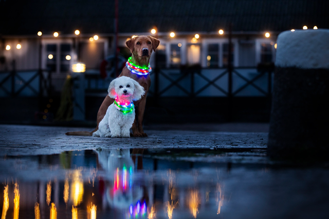 Dogman Blinkhalsband LED Grå