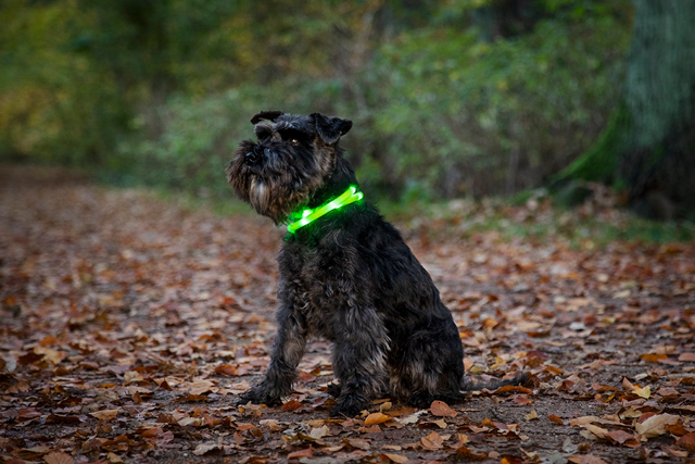 Dogman Blinkhalsband LED Lila