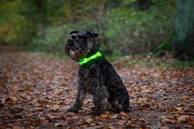 Dogman Blinkhalsband LED Turkos