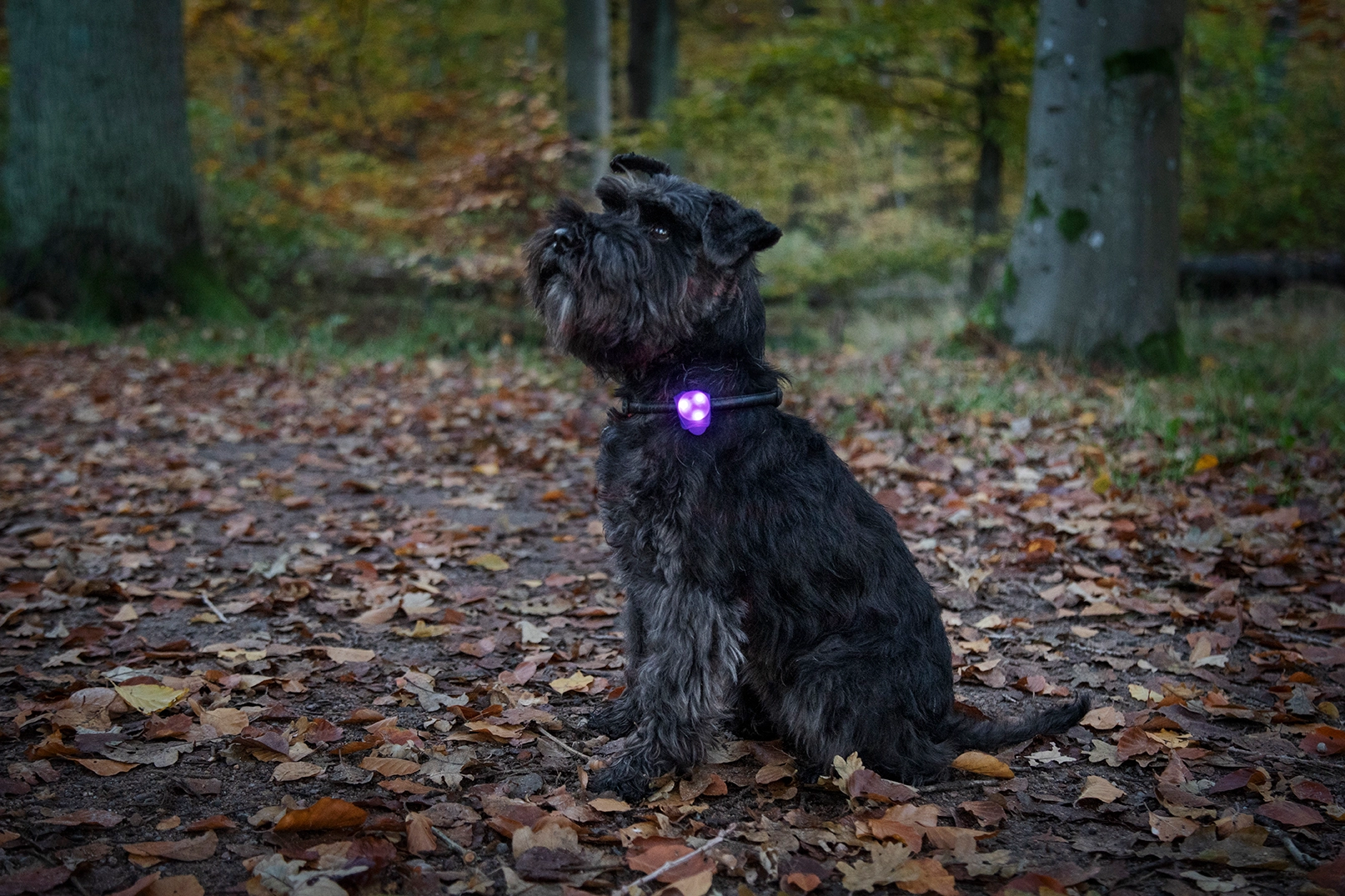 Dogman Blinklampa Basic LED Rosa