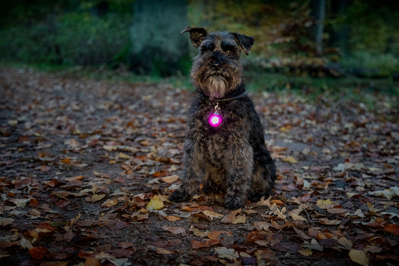 Dogman Blinklampa Burger LED Grå