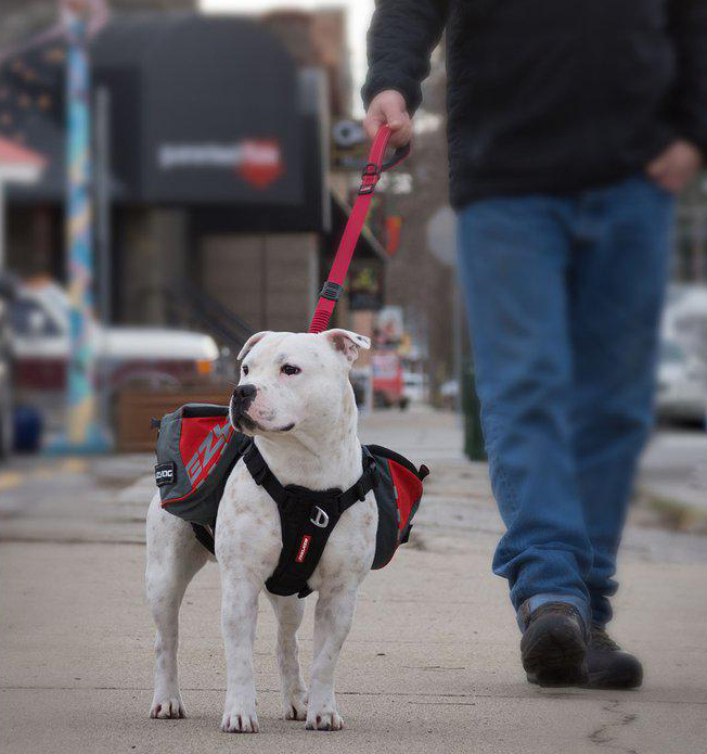 Ezydog summit backpack best sale