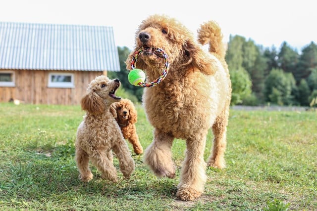 Flossring Med Tennisboll