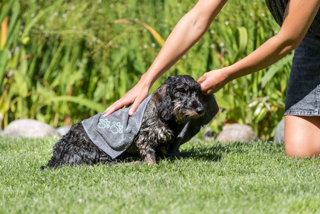 Sommarkit för liten hund