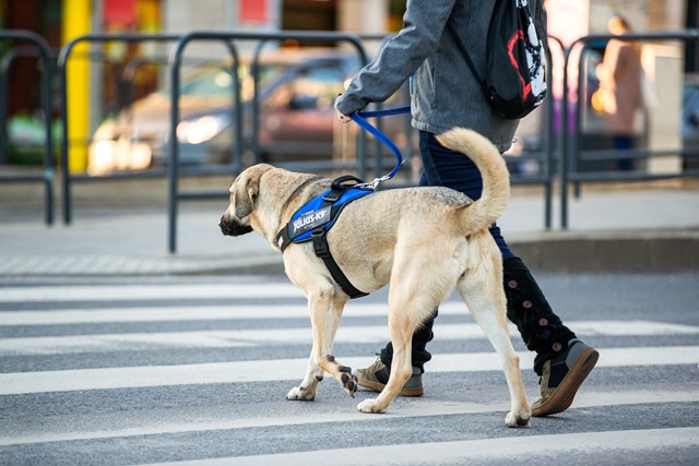 K9 IDC Hundsele Blå