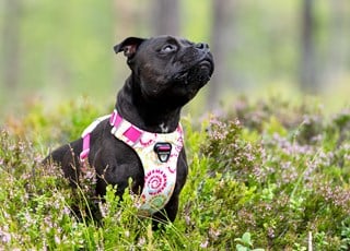 Safe-walk Comfort 2 Hundsele Limited Ed